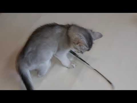 Sri Hari's Aruna - 7 weeks old silver somali