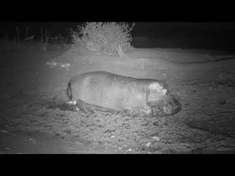 Djuma: Lone Hippo - 02:22 - 11/03/19