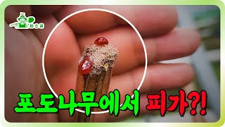 포도나무가 흘리는 붉은 액체는 뭘까요? ㅣ 피흘리는 포도나무 ㅣ 샤인머스켓 관리 방법