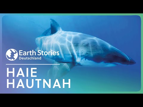 2+ Stunden Tauchen mit Haien | Doku zum Einschlafen