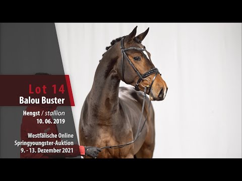 Online Springyoungster-Auktion Lot 14 Balou Buster Hengst v. Balou du Rouet - Cornet Obolensky
