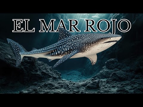 The Red Sea: A Window to Another World | Marine Life and Underwater Nature Documentary