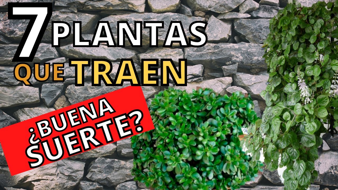 7 PLANTAS 🤑 para ATRAER DINERO en tu casa🤑 (feng shui)