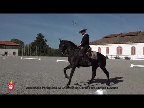 201017 16 Imortal Dálbaizir - Aprovação de Garanhões