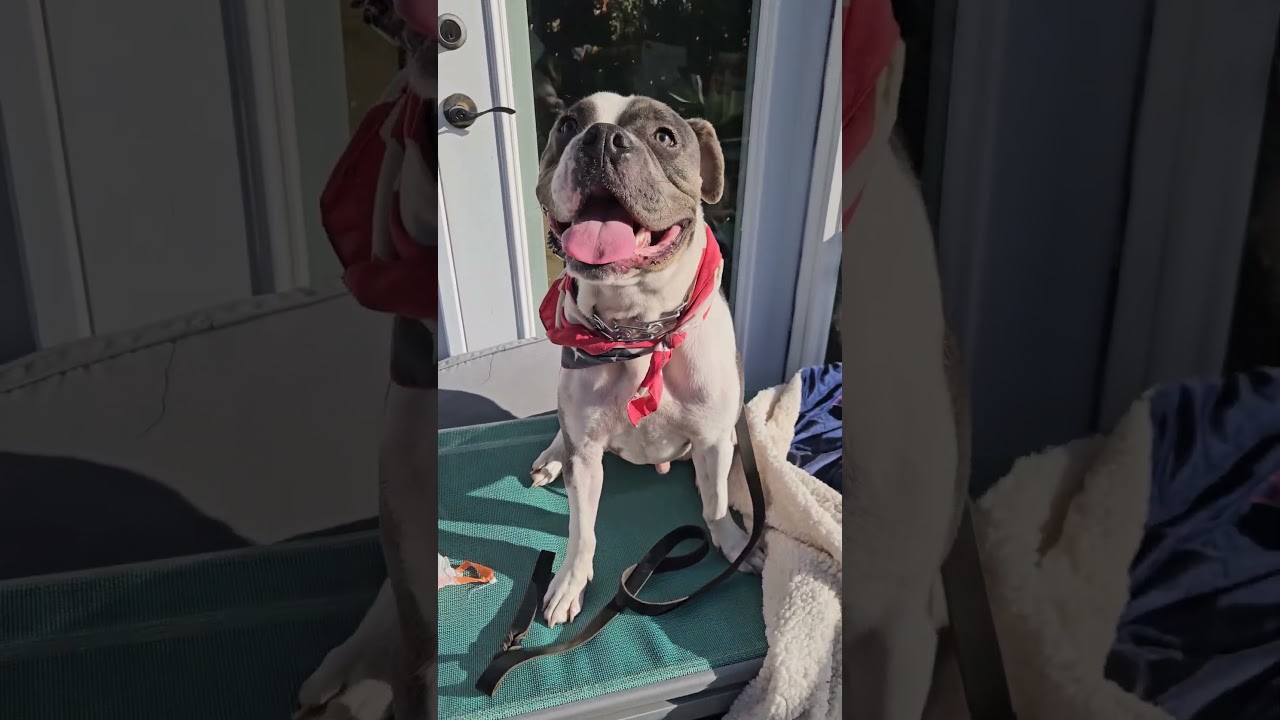 Enlarge Z - Bully #pup, a Adoptable mixed breed in Palos Verdes Estates, CA video 4/4