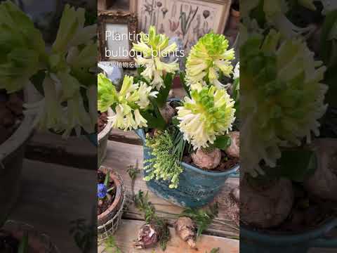 園芸 スパニッシュスクイラ、スパニッシュヒヤシンス