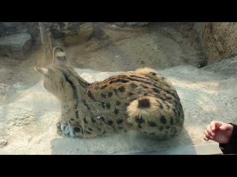 [직캠]🚛 서울 어린이대공원 동물원 주변 촬영 230305, PM 2시