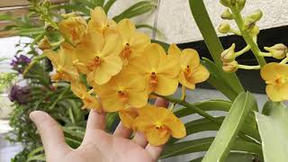MIS ORQUIDEAS VANDA CUIDADOS Y CULTIVO