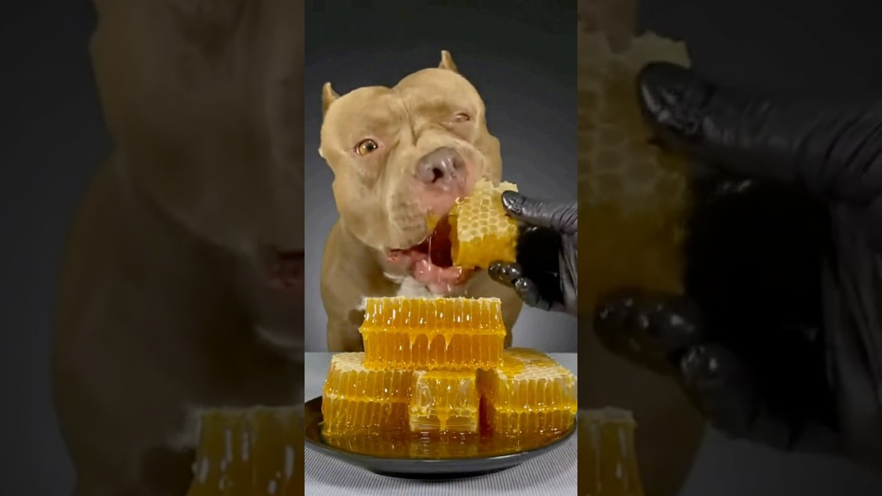 RAW CRUNCH🐝🍯 Pit Bull Devours Sticky Honeycomb! (ASMR)