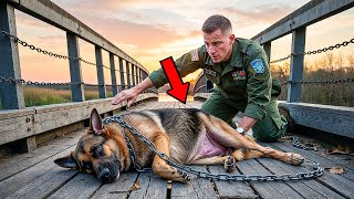 Pregnant German Shepherd Was Chained To A Bridge – Veteran's Next Move Left Everyone in Tears!!!