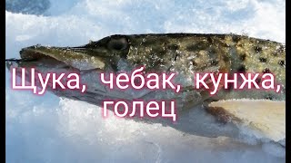 Ссылка