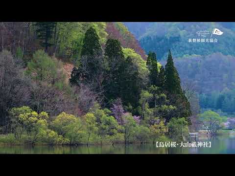 裏磐梯　観光 春 桜休暇・遅咲き編1080p vol 2