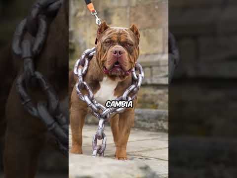 250,000 Perro Guardian ⚠️ 🐕 #perro #dog #fyp #espanol #animales