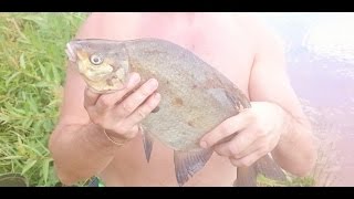 Ссылка