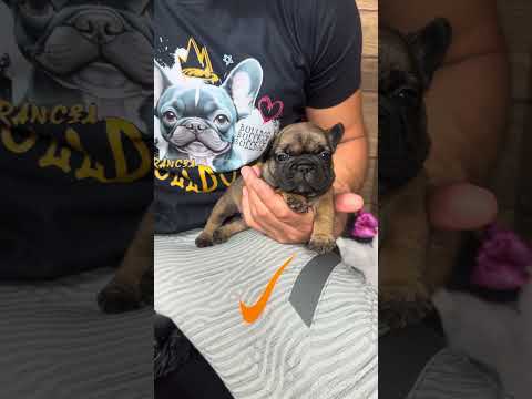 Video 4