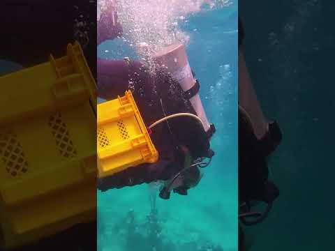 Reef Conservation Project in Bellevue Bohol