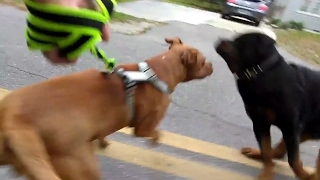 Loose ANGRY Rottweiler incoming! Leashed ESA Amstaff pitbull walking firearm pulled by disabled vet