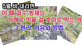 5월, 비 내리면... 이 때 과수 방제 잊지 말아야, 이 때 과수 방제는 가래로 막을 걸 호미로 막는 격,…