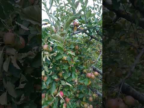 果樹の健康と最高の収穫を確保するにはどうすればよいでしょうか?リンゴの木の剪定はいつ行うべきですか？  庭園