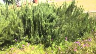 Design a beautiful drought tolerant garden