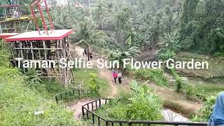 preview picture of video 'Taman Selfie Sun Flowers Garden'