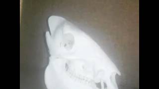 Terrible nasty fart and skull