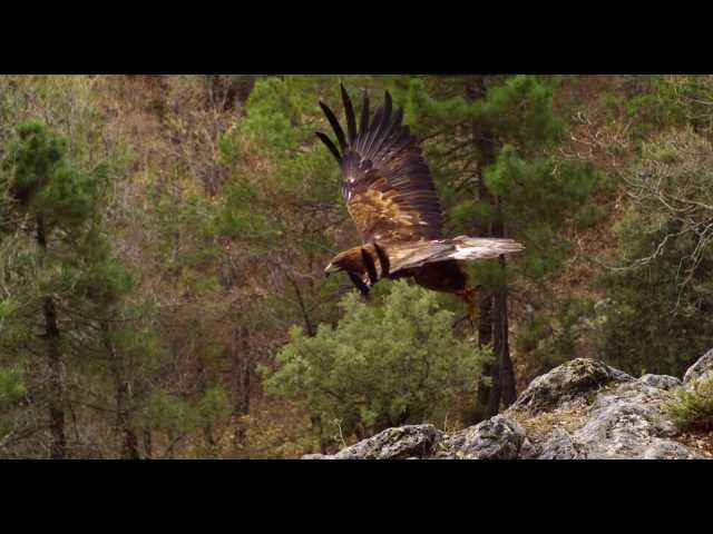 Vídeo relacionado con Trilogía Naturaleza Ibérica: Guadalquivir + Cantábrico + Dehesa [Blu-ray]