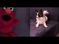 Tickle Me Elmo Papillon Dog Barking Scare