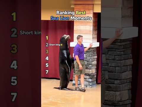 Ranking Best Sea Lion Moments