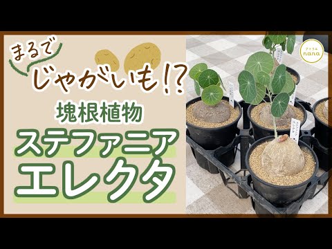 ステファニアについて詳しく解説