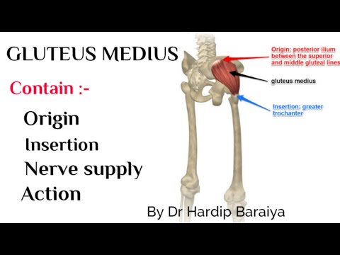 GLUTEUS MEDIUS MUSCLE - ORIGIN INSERTION NERVE SUPPLY AND ACTION
