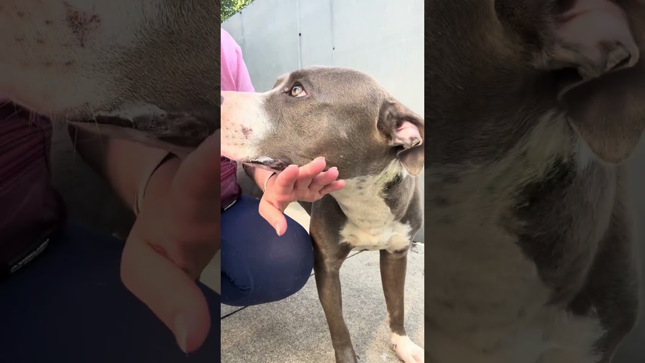 Lamington video preview