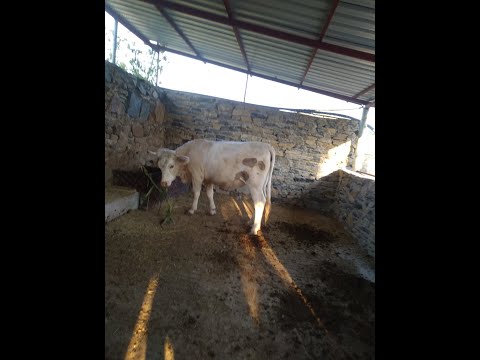 , title : 'Charolais (Şarole) cinsi inek  kaç kilo süt verir?'