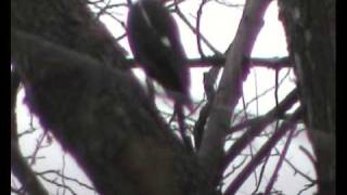 preview picture of video 'The call of the Pileated Woodpecker from Sharonville Ohio'