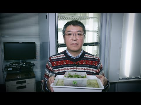 The mechanisms that link the lives of land plants