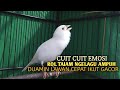 Kenari Gacor Panjang Cuit Cuit EMOSI Pancingan Kenari Paud Belajar Bunyi Terapi AMPUH Kenari MACET