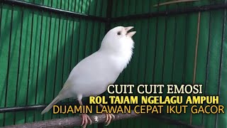 Download lagu kenari gacor panjang Cuit Cuit EMOSI, Pancingan Kenari Paud Belajar Bunyi, terapi AMPUH Kenari MACET mp3