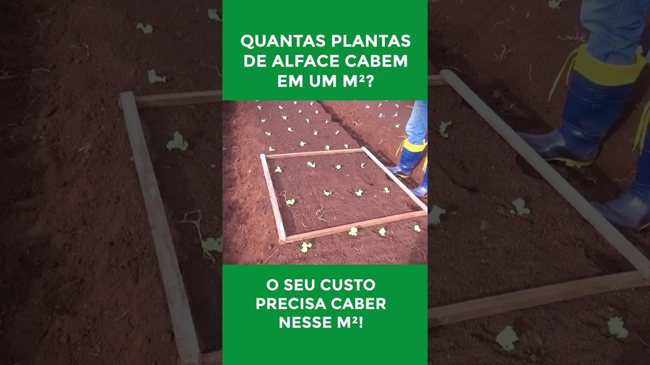 Quantas plantas de alface cabem em 1m²? A importância do custo da produção. #agro #horta #alface