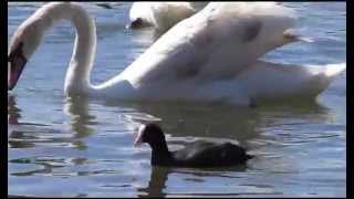 Cosmeston Lakes Wildlife