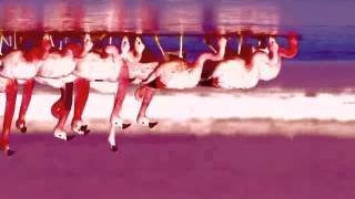 Serum 114 - Flamingo Flemenco (Attenborough on Acid Mix)