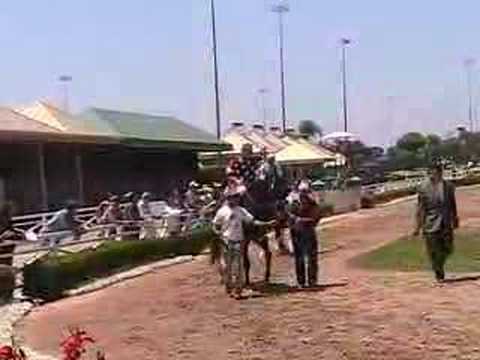 Lava Man in Paddock for the Whittingham