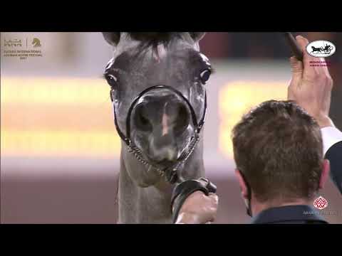N 67 MURANAS NADER   Katara International Arabian Horse Festival   Colts 2 Years Old Class 5A