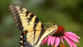 Cry for love - Omar Akram