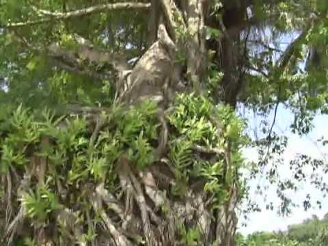 FSM - Chuuk - Vislumbres de ilhas na lagoa Truk