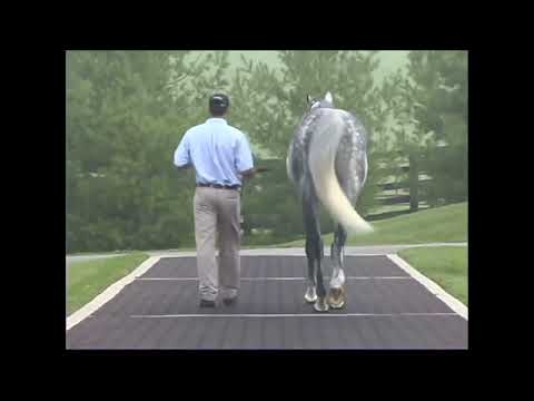 UNBRIDLED'S SONG Líder Semental en USA en 2017