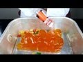 World Largest Gummy Bear Shots
