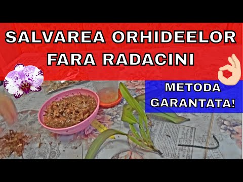, title : 'Salvarea Orhideelor Fara Radacini - Trucuri si sfaturi'
