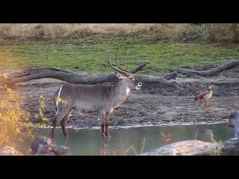Djuma: Waterbuck bull and Egyptian Goose - 07:05 - 07/11/20