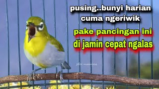 Download lagu Pleci Ngalas Standar 123 Ketukan,Untuk Pancingan Pleci Bahan Omyokan || Pleci Bustomi Gacor mp3 Download lagu Pleci Ngalas Standar 123 Ketukan,Untuk Pancingan Pleci Bahan Omyokan || Pleci Bustomi Gacor mp3