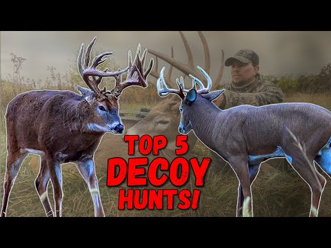 TOP 5 DECOY HUNTS! (Giant Buck Destroys Decoy!)